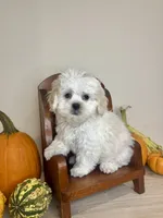 Jack , a male Shihpoo for sale in Rolla, MO – 1 of 8