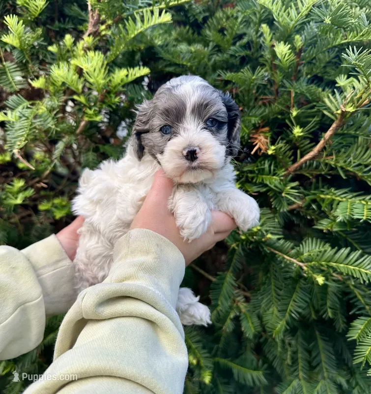 Solo – Cockapoo puppy for sale in Rolla, MO