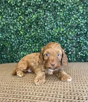 Howdy, a male Cockapoo for sale in Rolla, MO – Photo 2 of 4