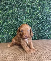 Howdy, a male Cockapoo for sale in Rolla, MO – Photo 3 of 4