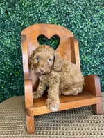 Howdy, a male Cockapoo for sale in Rolla, MO – Photo 1 of 4
