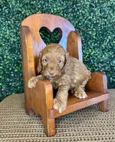Howdy, a male Cockapoo for sale in Rolla, MO – Photo 4 of 4
