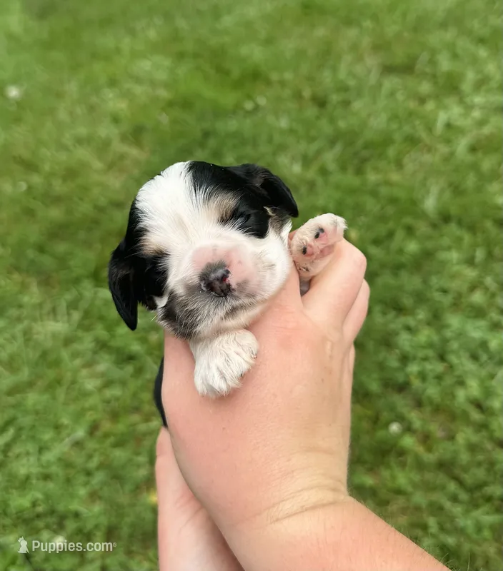Jenga  – Cocker Spaniel puppy for sale in Rolla, MO