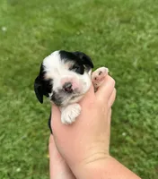 Jenga , a female Cocker Spaniel for sale in Rolla, MO – 2 of 2