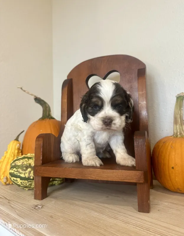 Clue – Cocker Spaniel puppy for sale in Rolla, MO