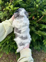 Solo, a female Cockapoo for sale in Rolla, MO – 3 of 3