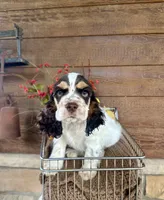 Clue, a male Cocker Spaniel for sale in Rolla, MO – 1 of 5