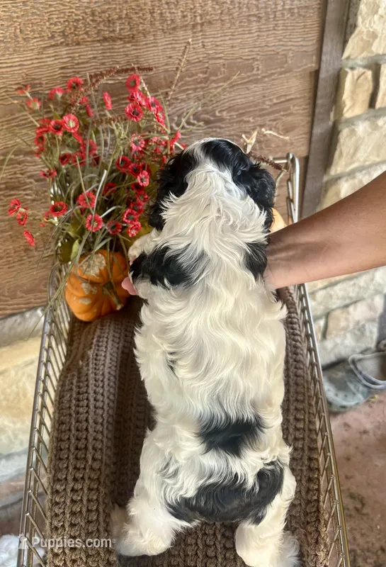 Dice  – Cocker Spaniel puppy for sale in Rolla, MO