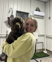 Nova, a female Cocker Spaniel for sale in Rolla, MO – 4 of 4