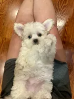 Jack , a male Shihpoo for sale in Rolla, MO – 5 of 8