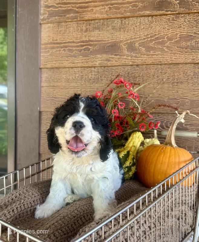 Checkers  – Cocker Spaniel puppy for sale in Rolla, MO