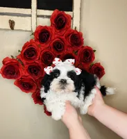 processed/b9f8af1c-1472-4a05-9021-71416eb55cf7/listing/baaee244-9c67-42c3-ab6b-66a0f68c5091/243500c9-6594-4627-ac19-2b9477465427