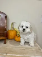 Jack , a male Shihpoo for sale in Rolla, MO – 7 of 8