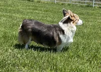 Lotza, a female Pembroke Welsh Corgi for sale in Rolla, MO – 3 of 5