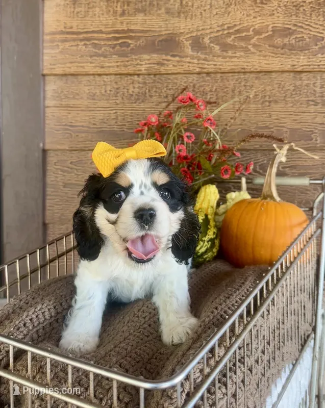 Jenga  – Cocker Spaniel puppy for sale in Rolla, MO