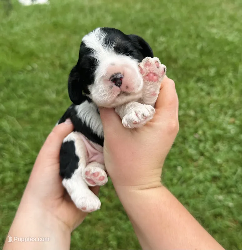Checkers  – Cocker Spaniel puppy for sale in Rolla, MO