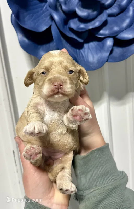 Mopsy – Cockapoo puppy for sale in Rolla, MO