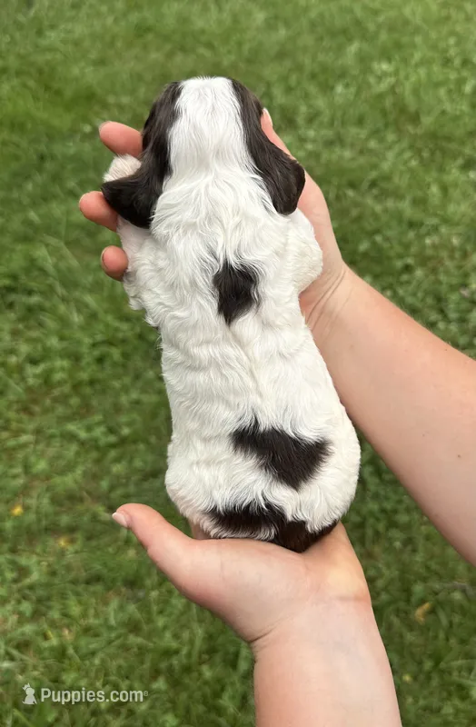 Clue – Cocker Spaniel puppy for sale in Rolla, MO