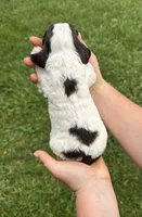 Clue, a male Cocker Spaniel for sale in Rolla, MO – 2 of 2