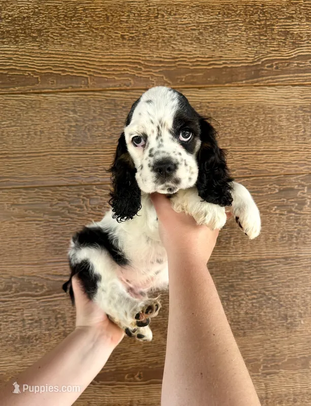 Domino – Cocker Spaniel puppy for sale in Rolla, MO