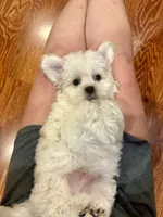 Jack , a male Shihpoo for sale in Rolla, MO – 8 of 8