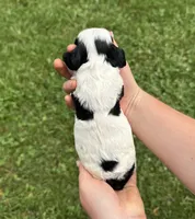 Dice , a male Cocker Spaniel for sale in Rolla, MO – 2 of 2