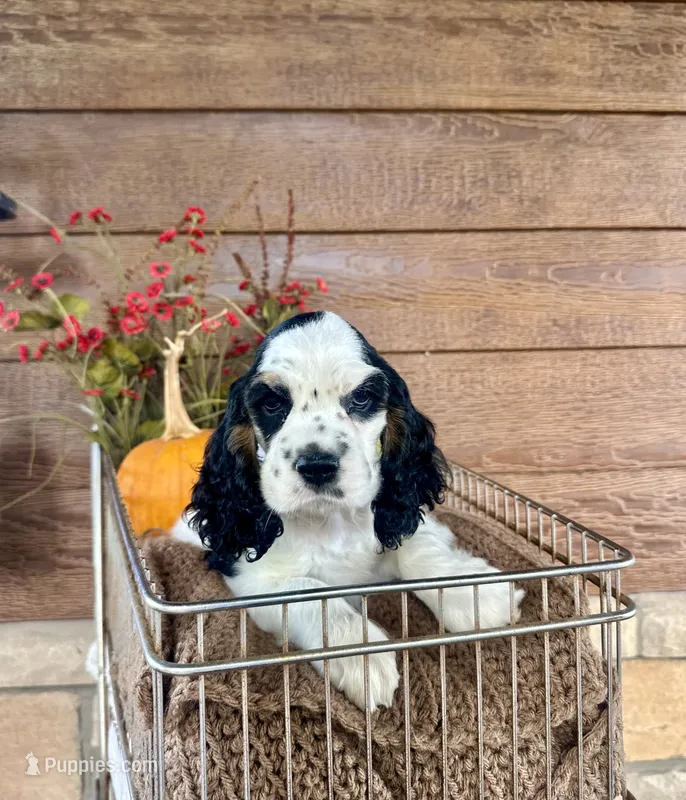 Dice  – Cocker Spaniel puppy for sale in Rolla, MO