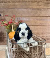 Dice , a male Cocker Spaniel for sale in Rolla, MO – 1 of 7
