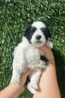 Janet, a female Shihpoo for sale in Rolla, MO – 2 of 3