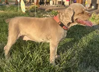 Norie Joy, a female Cocker Spaniel for sale in Rolla, MO – Photo 9 of 10