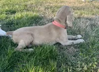 Norie Joy, a female Cocker Spaniel for sale in Rolla, MO – Photo 10 of 10