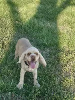 Norie Joy, a female Cocker Spaniel for sale in Rolla, MO – Photo 3 of 10