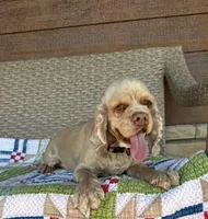 Norie Joy, a female Cocker Spaniel for sale in Rolla, MO – Photo 8 of 10