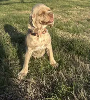 Norie Joy, a female Cocker Spaniel for sale in Rolla, MO – Photo 6 of 10