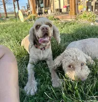 Norie Joy, a female Cocker Spaniel for sale in Rolla, MO – Photo 2 of 10