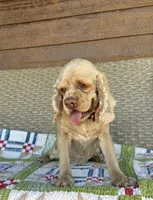 Norie Joy, a female Cocker Spaniel for sale in Rolla, MO – Photo 4 of 10