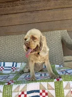Norie Joy, a female Cocker Spaniel for sale in Rolla, MO – Photo 7 of 10