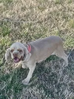 Norie Joy, a female Cocker Spaniel for sale in Rolla, MO – Photo 5 of 10