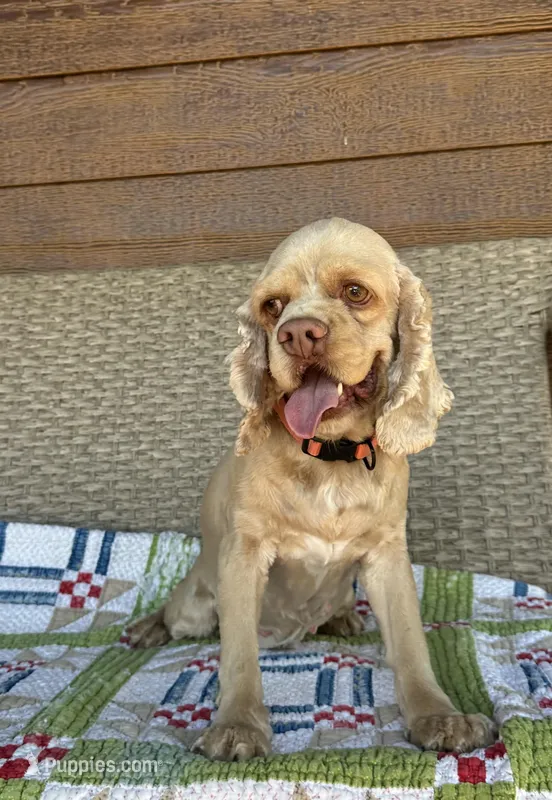 Norie Joy – Cocker Spaniel puppy for sale in Rolla, MO