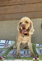Norie Joy, a female Cocker Spaniel for sale in Rolla, MO – Photo 1 of 10