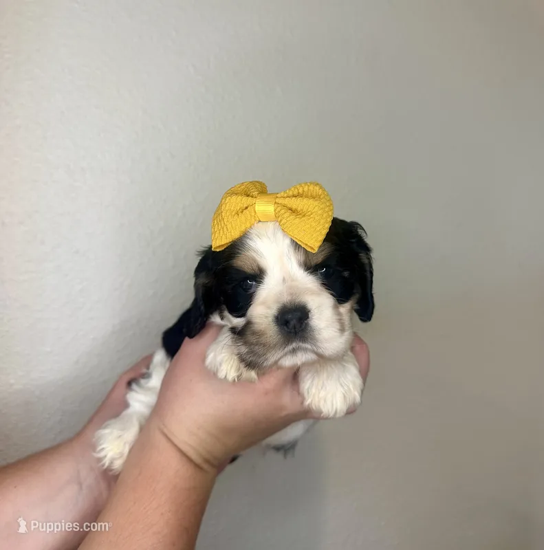 Jenga  – Cocker Spaniel puppy for sale in Rolla, MO