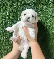 Jack , a male Shihpoo for sale in Rolla, MO – 2 of 3