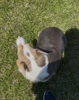 Lotza, a female Pembroke Welsh Corgi for sale in Rolla, MO – 5 of 5