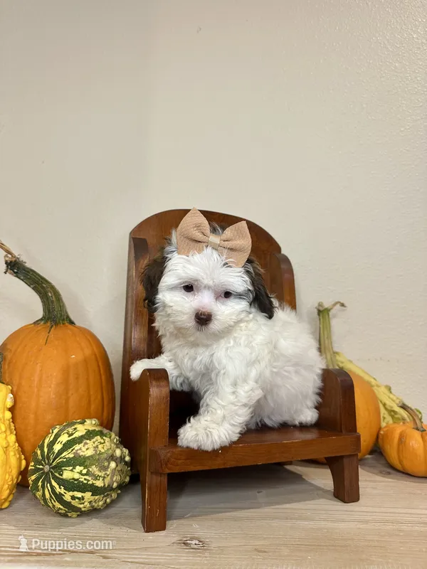 Chrissy – Shihpoo puppy for sale in Rolla, MO