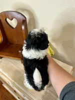 Janet, a female Shihpoo for sale in Rolla, MO – 2 of 7