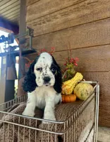 Domino, a male Cocker Spaniel for sale in Rolla, MO – 4 of 6