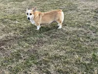 Piper, a female Pembroke Welsh Corgi for sale in Rolla, MO – Photo 3 of 7
