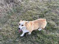 Piper, a female Pembroke Welsh Corgi for sale in Rolla, MO – Photo 1 of 7