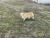 Piper, a female Pembroke Welsh Corgi for sale in Rolla, MO – Photo 6 of 7