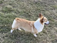 Piper, a female Pembroke Welsh Corgi for sale in Rolla, MO – Photo 2 of 7